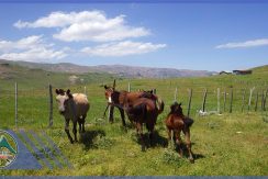 تور دوچرخه سواری نئور به سوباتان گروه گردشگری ماناسلو www.manaslo (6)